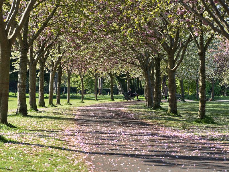 Tree-lined path with pink blossoms